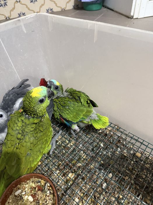 papagaios aestivas e ochrocephalas bebes