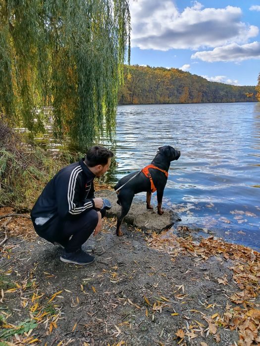 Вязка ротвейлер кобель