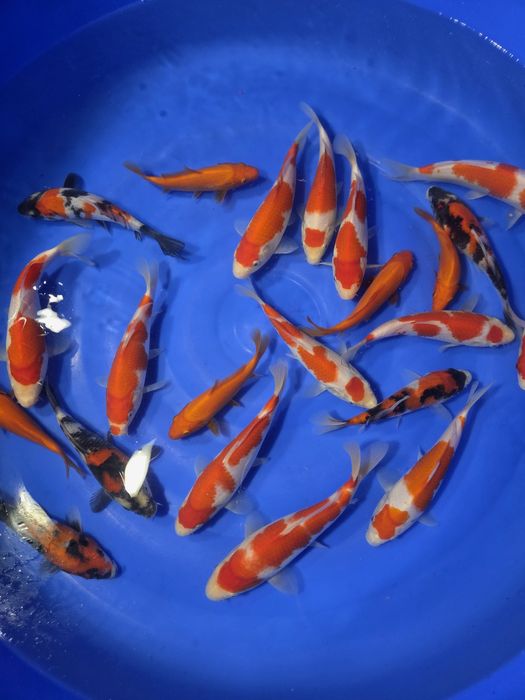 Sprzedam karpie koi Tosai
