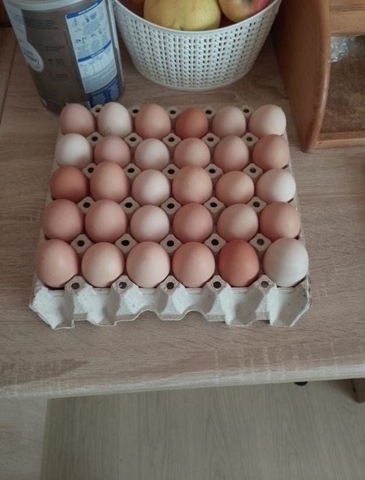 Jajka z wolnego wybiegu gospodarstwo rolne