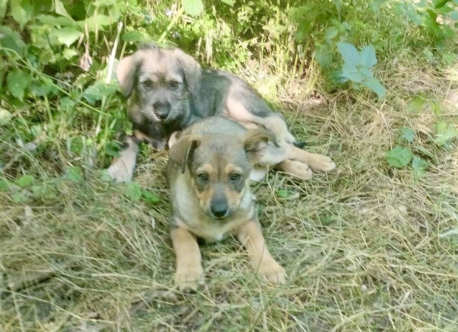 Хочу  в люблячу  родину! Хлопчик та дівчинка.