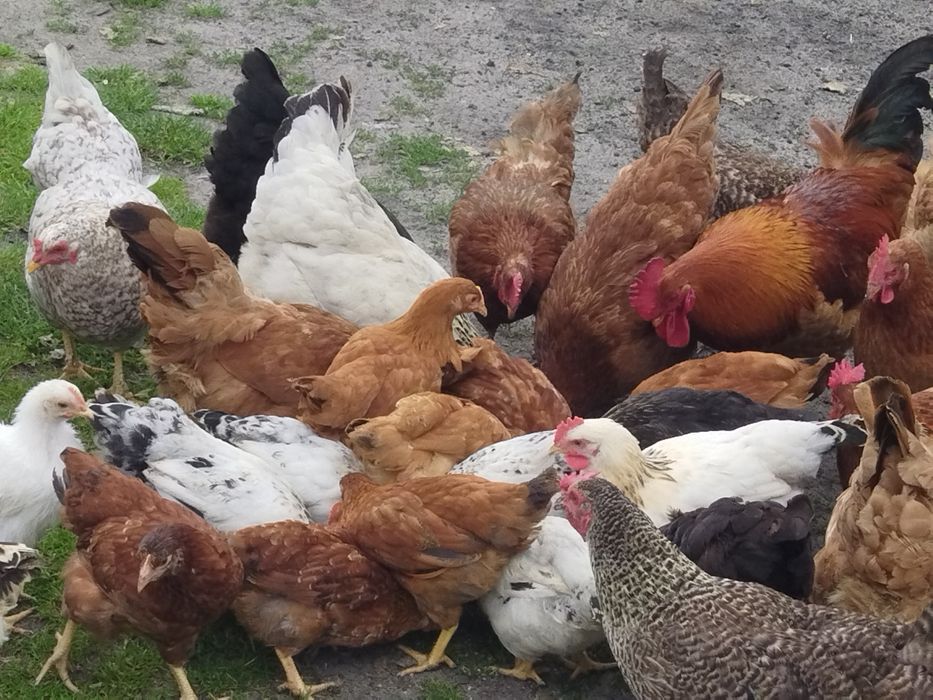 Jajka spożywcze i lęgowe