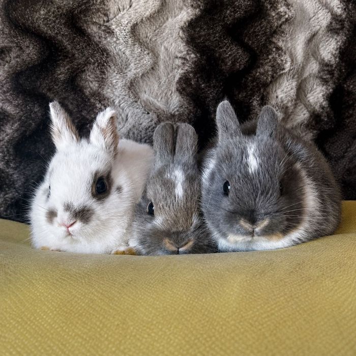 Netherland Dwarf