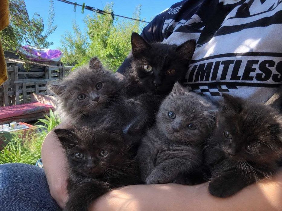 Котята безкоштовно