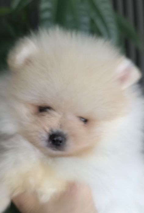 Spitz anão. Lulu da Pomerânia. Mini . Com Pedigree. Lop e Afixo .