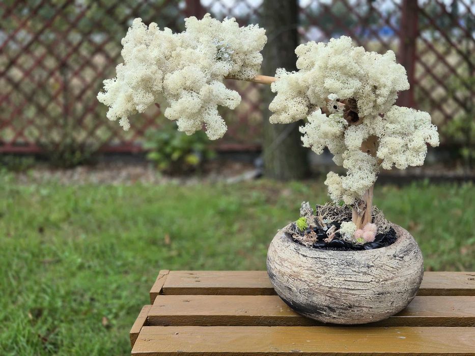 Drzewo XXL Bonsai Mech Chrobotek Dekoracja Długowieczne Dom Prezent