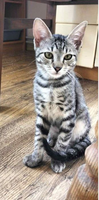 Котик підліток в хороші руки