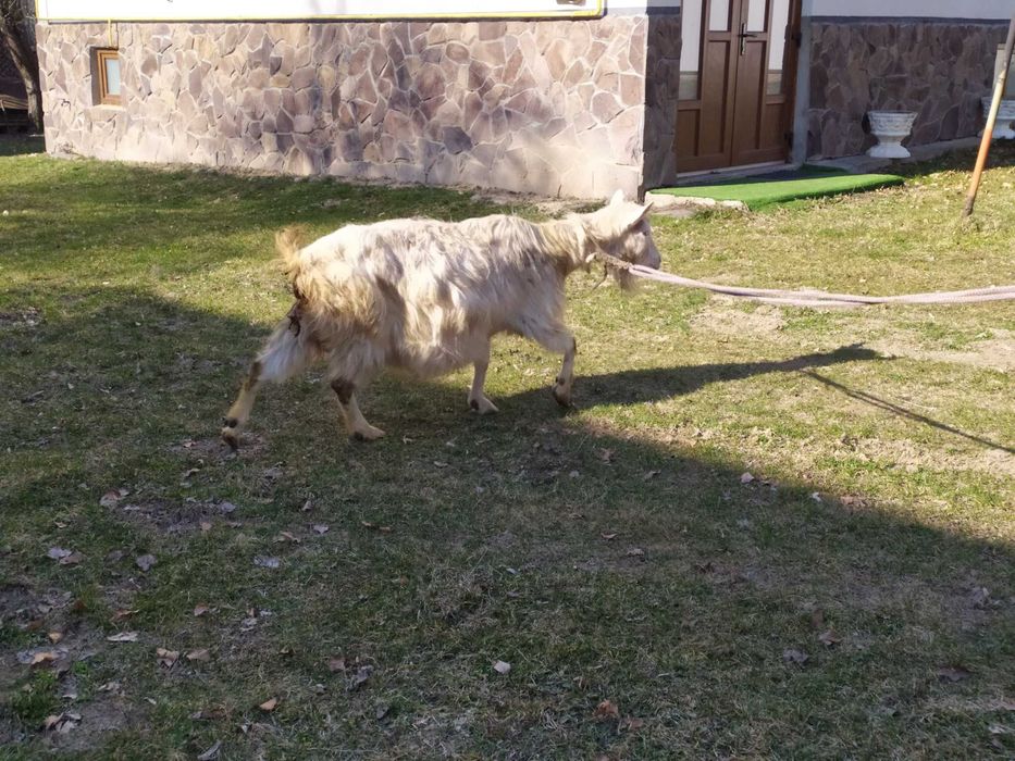 молода коза,дає 3 літри молока.