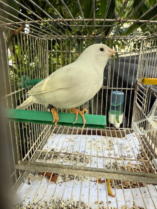 Troco Canário Branco Galador por Pintassilgo Galador