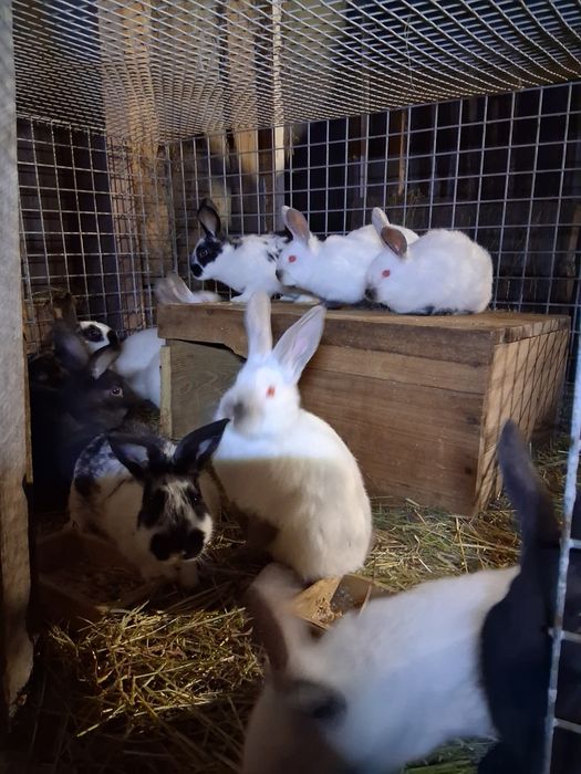 Króliki (samce i samice)