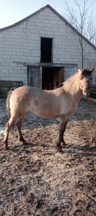 Sprzedam klacz Konik Polski