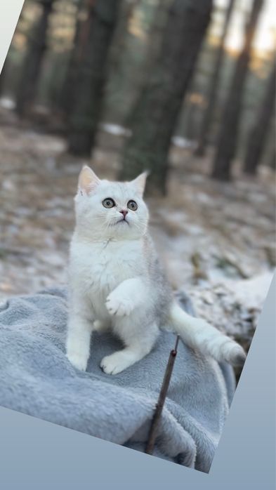 Шотландка киця шотландська породна киця прям дівчинка