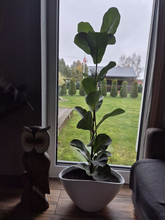 Kwiat figowiec dębolistny wysoki