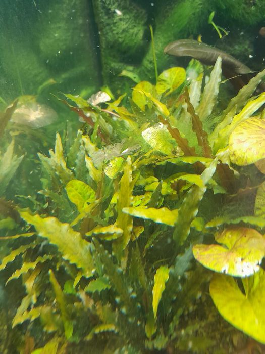 Акваріумні рослини (Німфея карликова або німфея Сантарем)