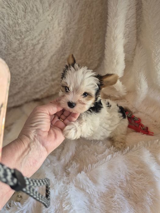 Biewer Terrier Macho Miniatura Registada PT3088FL FL