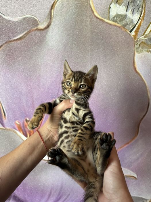 Бенгальские котята