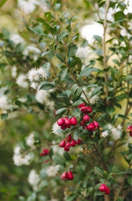 Eugenias (rebentos e sementes) para sebes e arbustos