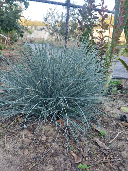 Продам Фестуку(овсянницу)