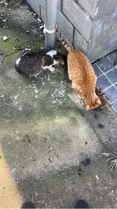 dois gantinhos meiguinhos