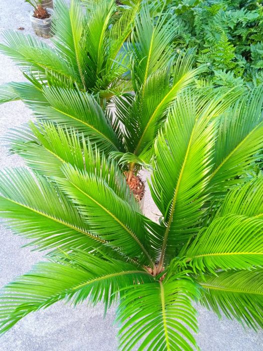 Vendo sicas bonitas para jardim