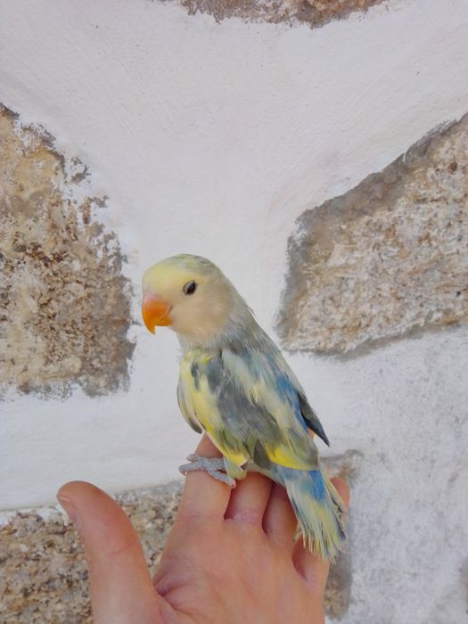 Agapórnis Domesticados