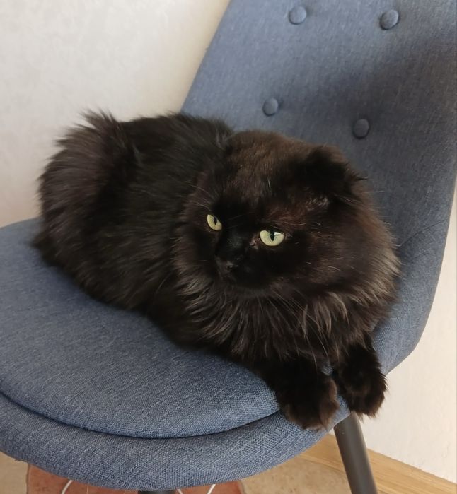 Кот молодой вислоухий шотландец кіт висловухий