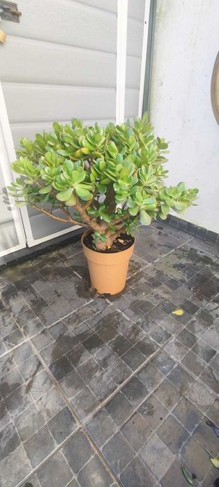 Jade suculenta de vários tamanhos