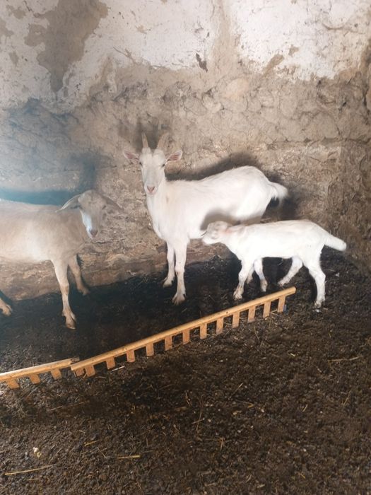 Продам стадо кіз