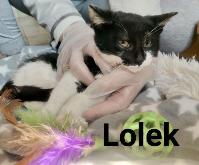 Lolek został sam ..Błagam o szansę dla niego ...