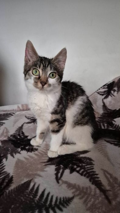 Kokoska do adopcji