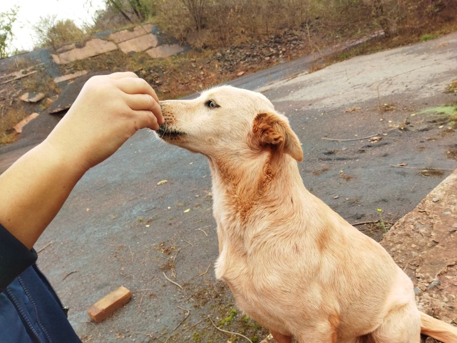 Собачка шукає дім