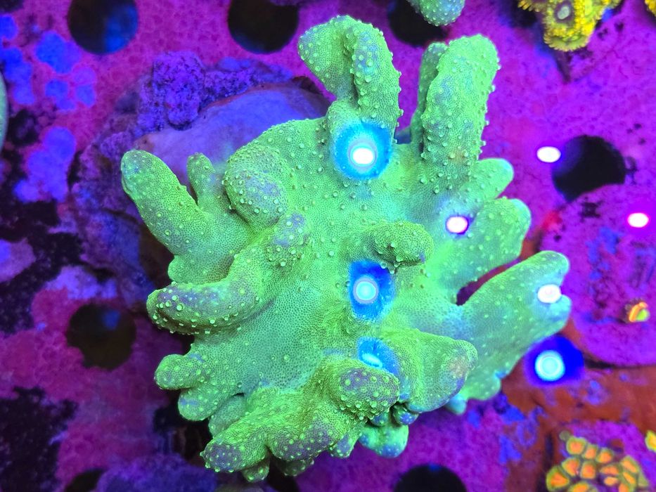 Lobophyton Green Akwarystyka Morska Koralowce Miękkie Poznań