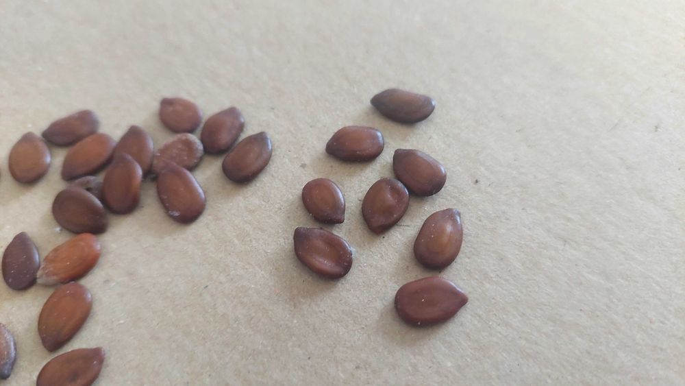 10 nasion Płomień Afryki, Delonix Regia