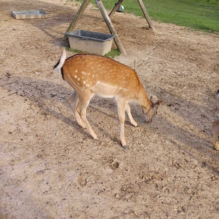 sprzedam daniele w różnym wieku