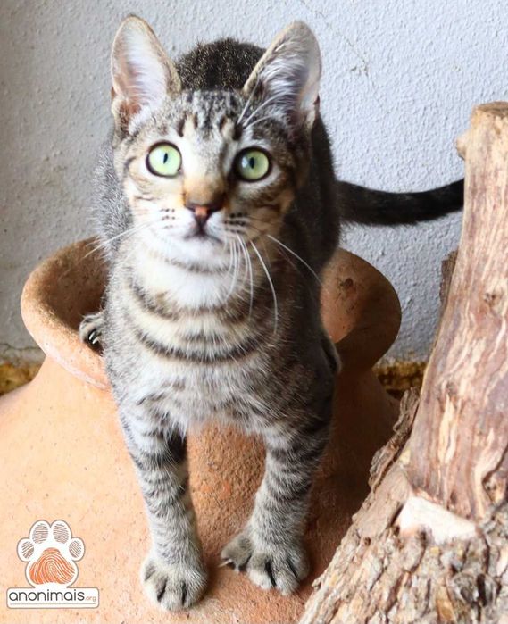 Zeca - gato para adopção