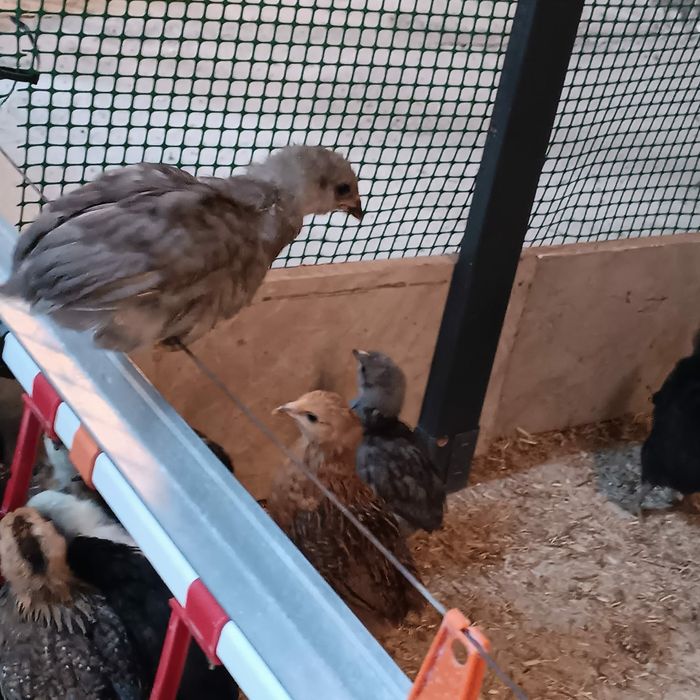 Kura kury aracuany naturalne ekologiczne pisklaki araucany pisklaki ar