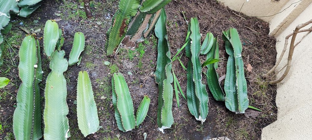 Catos vários tamanhos