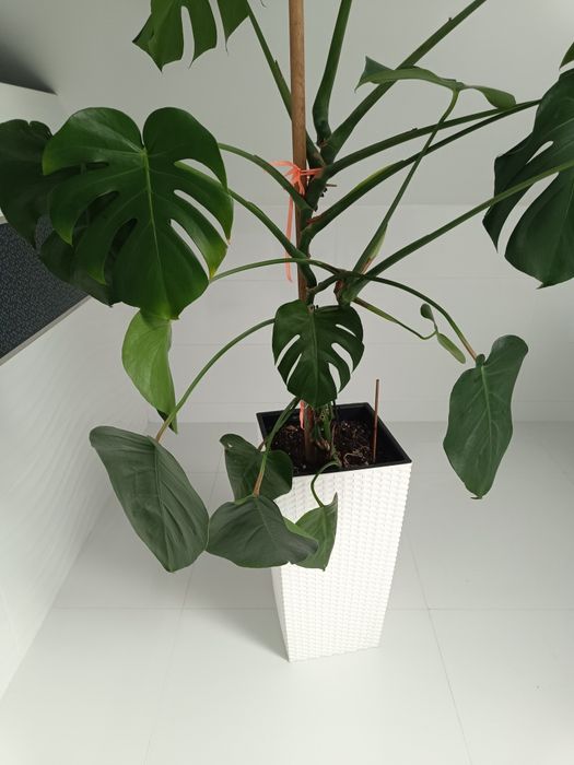 Monstera kwiat z doniczka