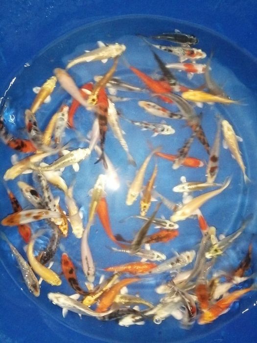 Carpas koi 7 a 8cm"promoção"