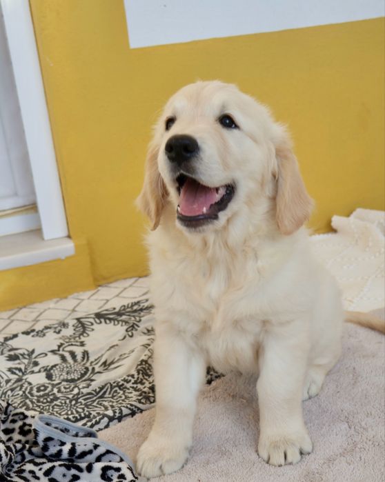 Golden Retriever fêmea com LOP