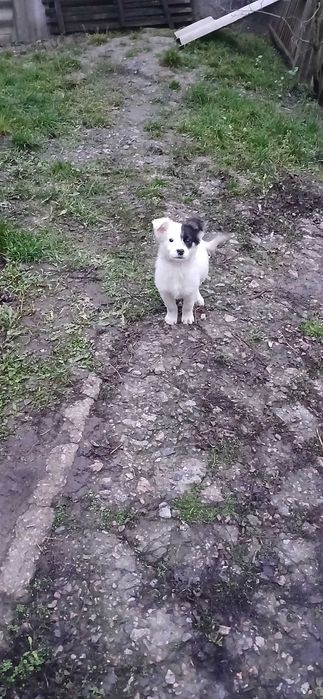 Віддам цуценят маленьких