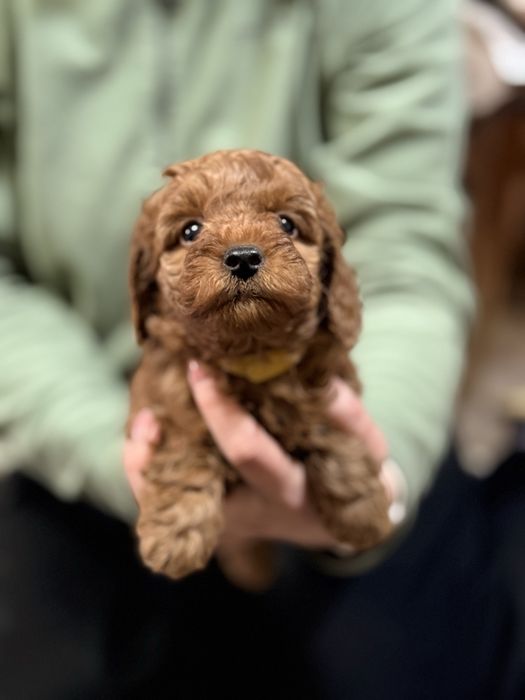 Продам цуценят мініатюрного пуделя