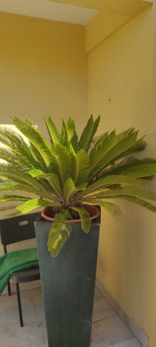Palmeira cyca tamanho médio
