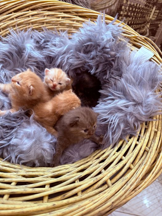 Шотландські кошенята