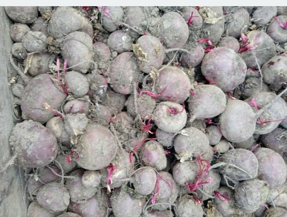 Burak okrągły 25 kilo prosto z gospodarstwa od rolnika wysyłka inpost