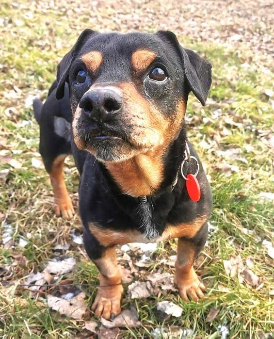 Rambuś i Neruś malutkie pieski trafiły do schroniska..