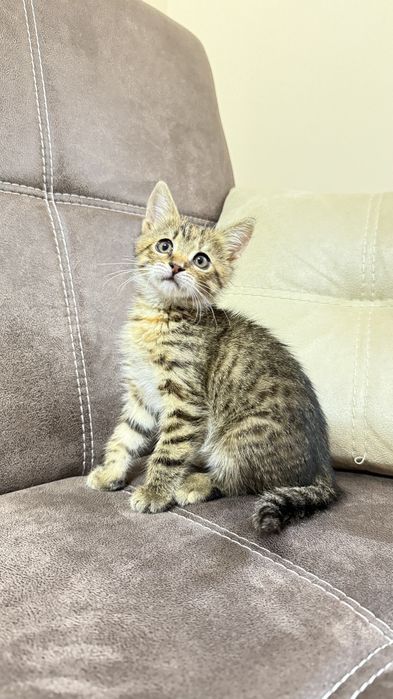 Шукаємо родину для котика 1,5 місяці
