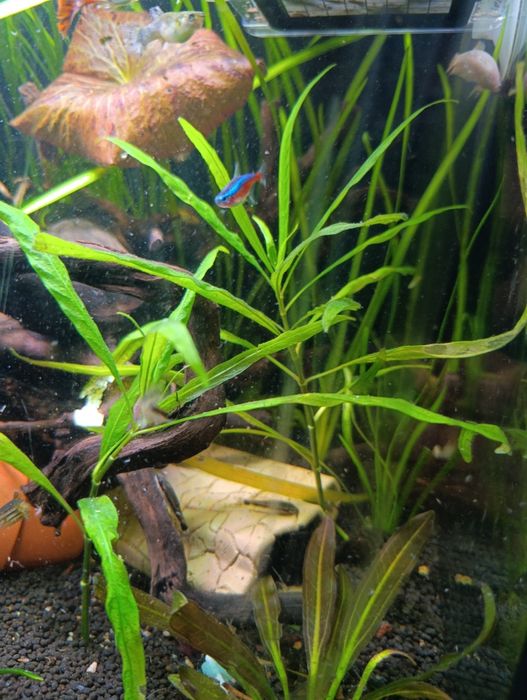Plantas de aquário
