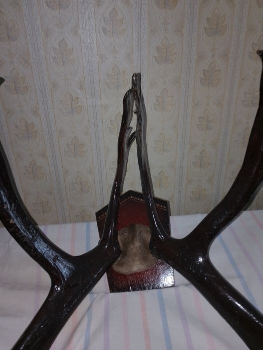 Продам рога оленя