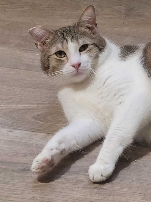 Kocurek Dior czeka na cud!